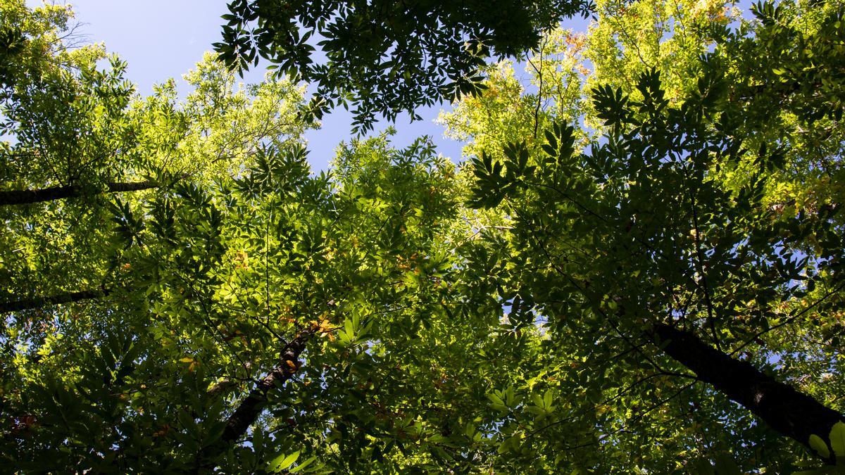 Bosque de castaños.