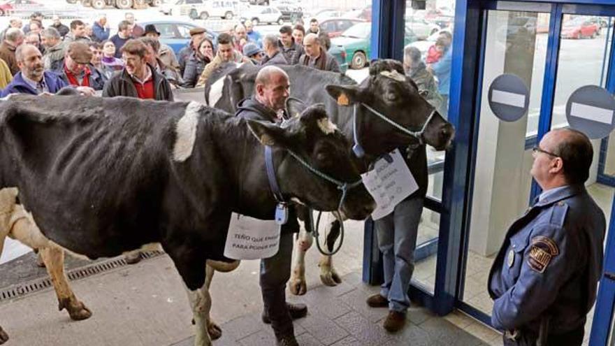 Las vacas, ante el Lidl de Lalín // EFE