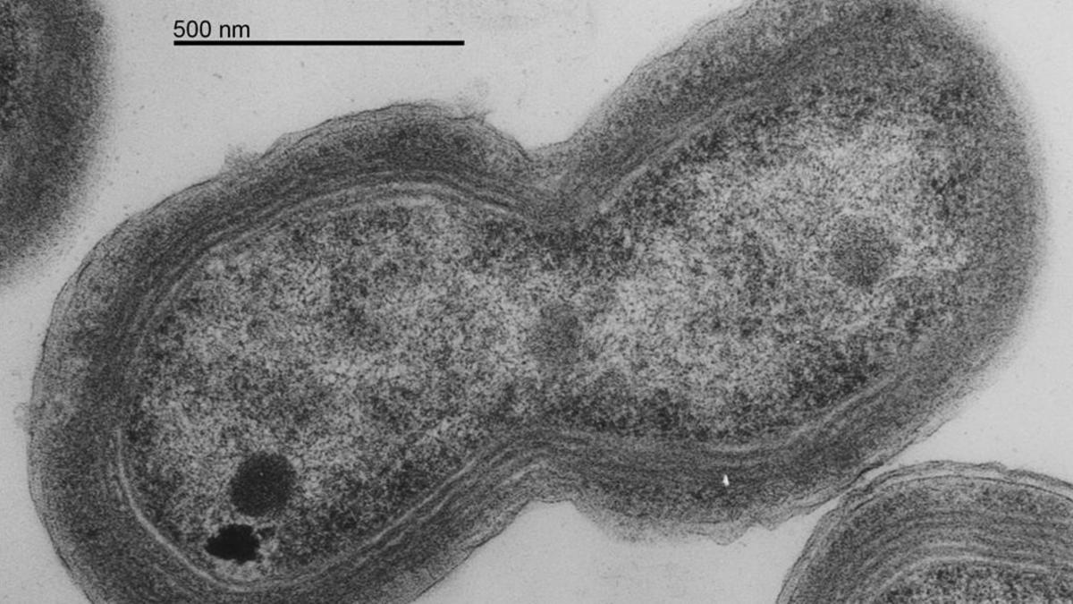 amadridejos23935263 sociedad ejemplar de prochlorococcus  g nero de cianobacteri170406210806