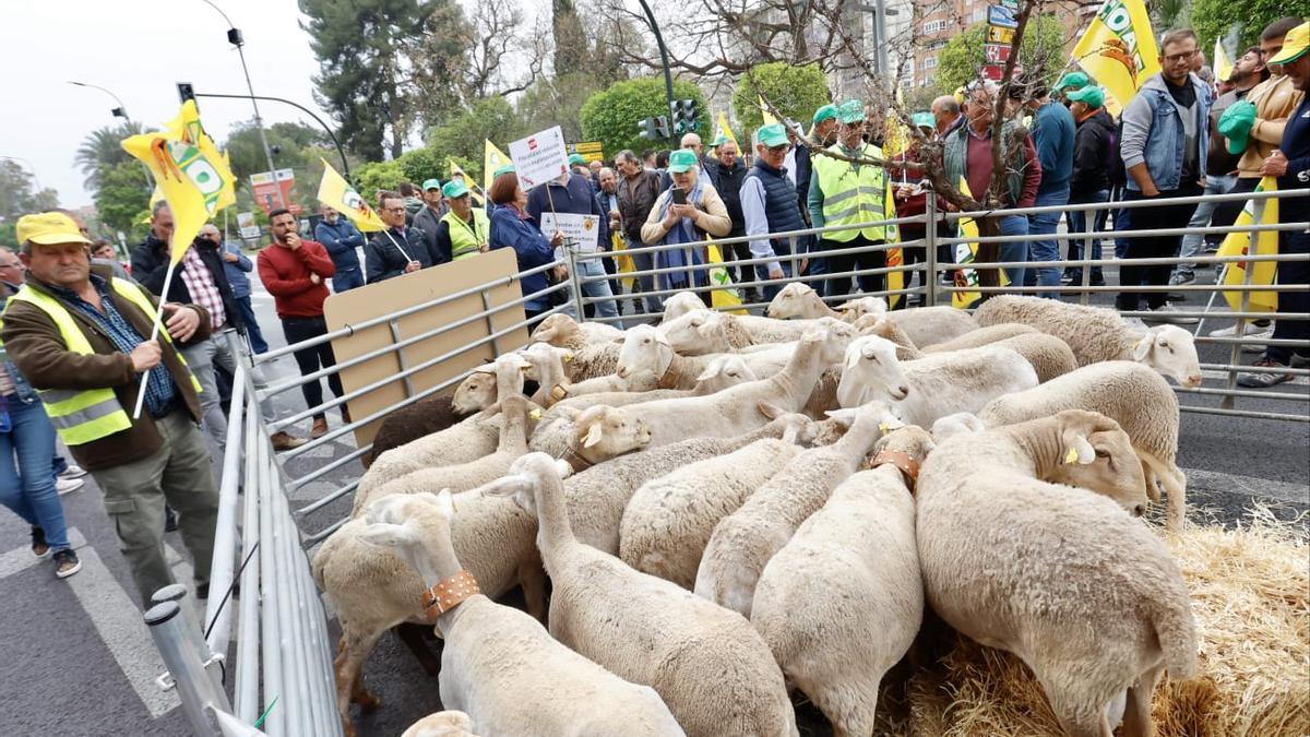 Los manifestantes rodean al pequeño rebaño de ovejas este lunes en Murcia.