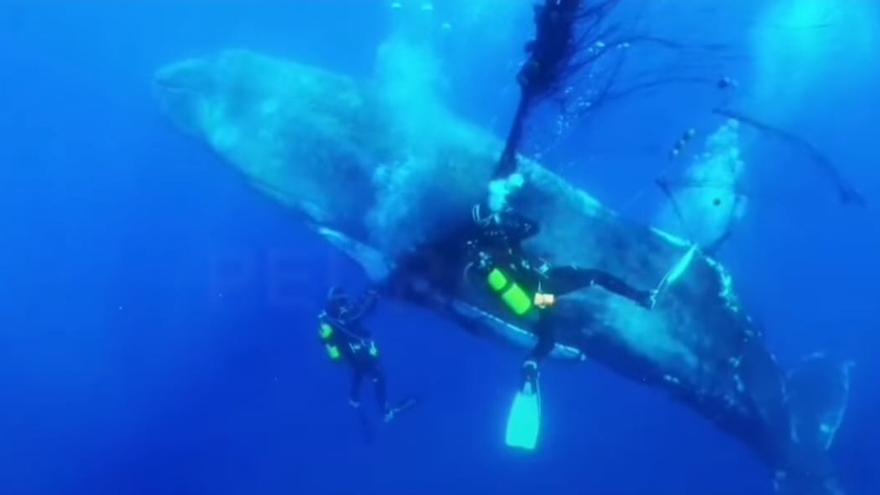 Así ha sido liberada una ballena en Mallorca atrapada por redes de pesca