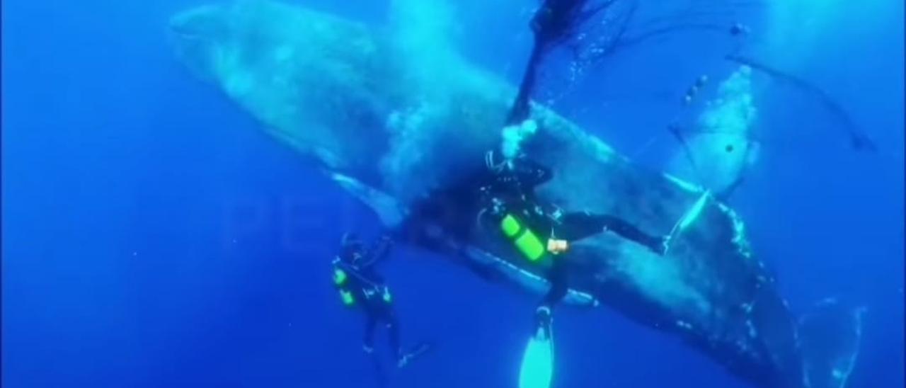 Así fue el rescate de una ballena jorobada en Cala Millor