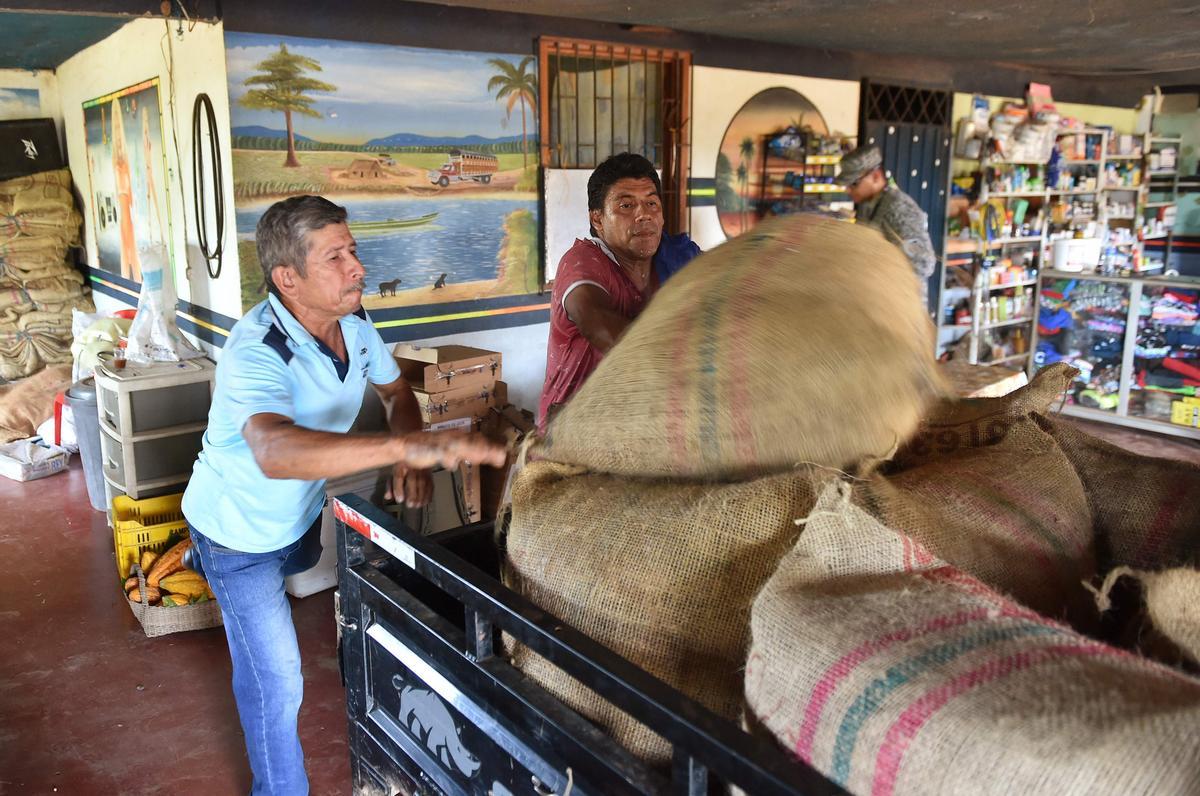 Desde hace diez años en Guerima, Colombia, los árboles de cacao reemplazan a los arbustos de coca en este departamento del tamaño de Guatemala, fronterizo con Venezuela. Está lejos de la bonanza que trajo el ingrediente principal de la cocaína, pero se ha convertido en una fuente estable de ingresos.