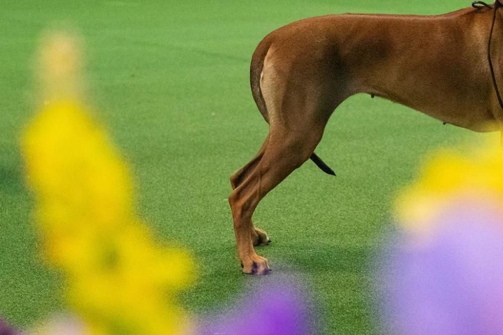 El Westminster Kennel Club, un dels shows de gossos de raça més importants del món