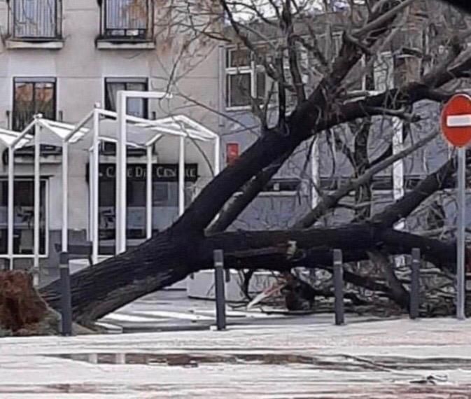 Caída de un árbol de grandes dimensiones en Alaquàs.