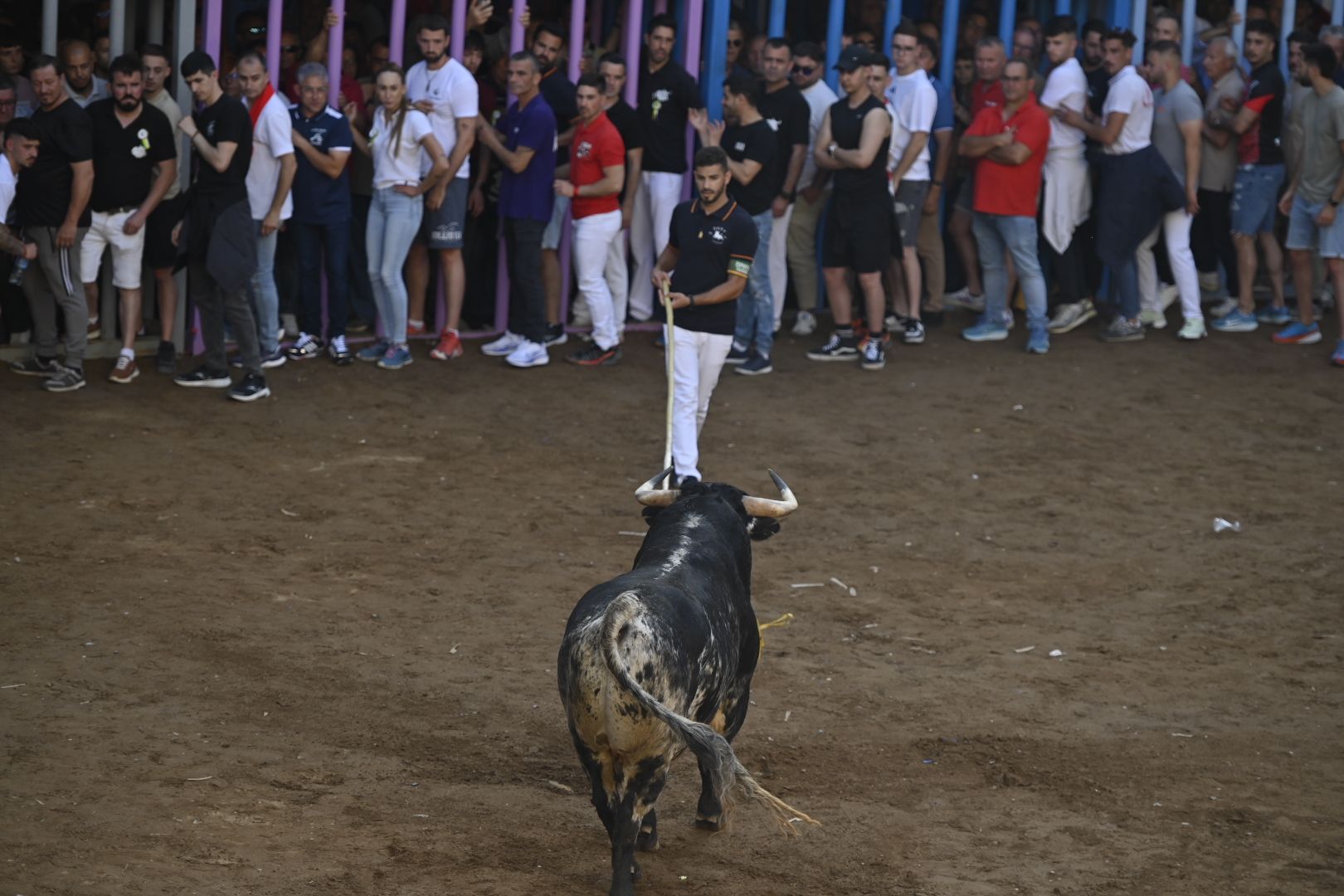 Galería | Primera tarde de toros en Almassora