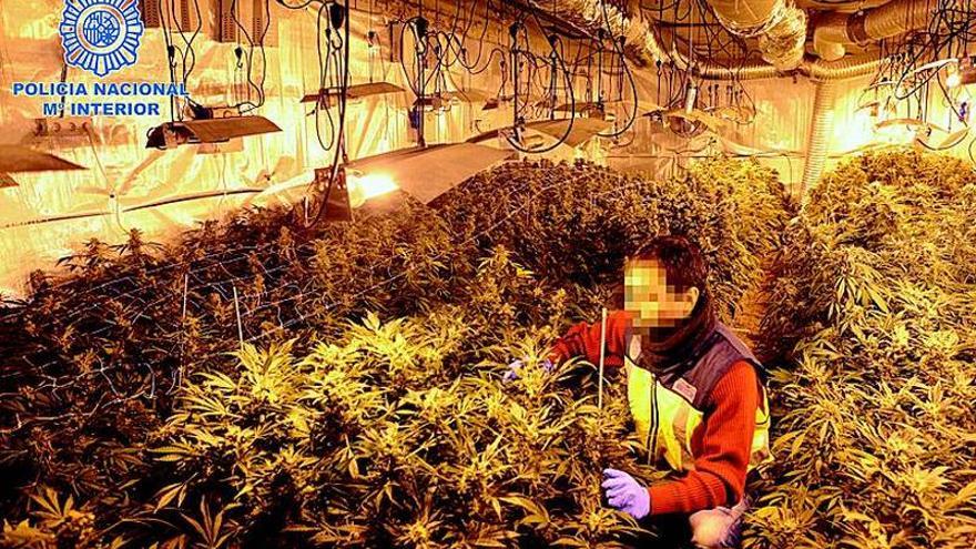 Un cultivo de marihuana rentaba 4,3 millones al año