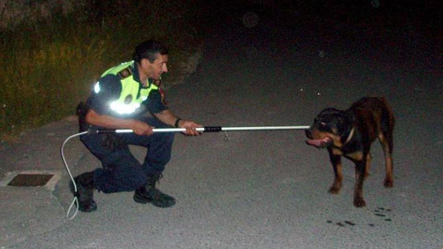 Imagen del momento en que un policía captura con un lazo al rottweiler.