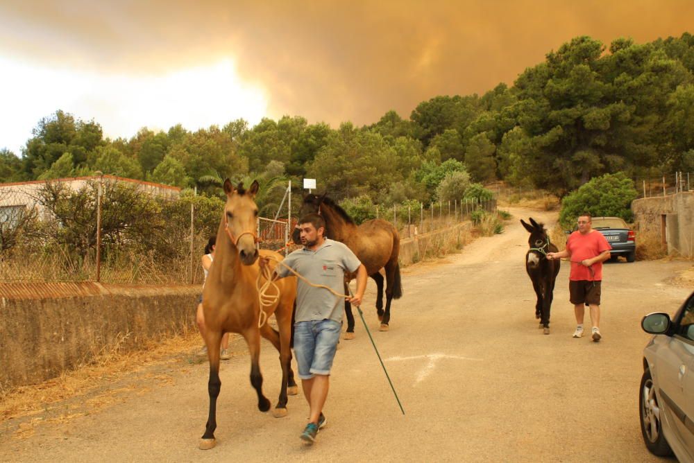 Incendio forestal en Artana