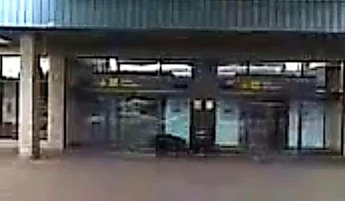 Los jabalíes, a sus anchas en el aeropuerto