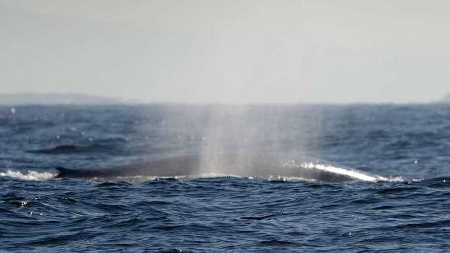 Una de las ballenas azules identificadas ayer a bordo del &quot;Chasula&quot;, frente a la ría de Arousa. // Xoán Diéguez