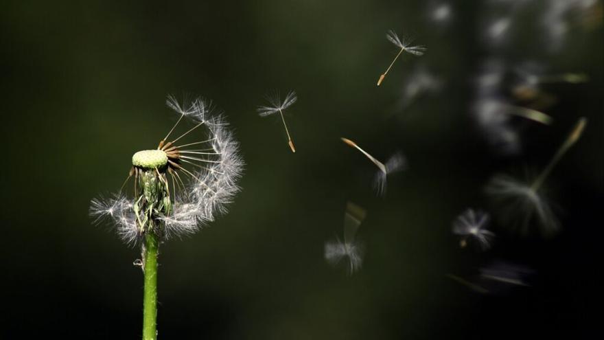 Diez consejos para disminuir los síntomas de la alergia al polen