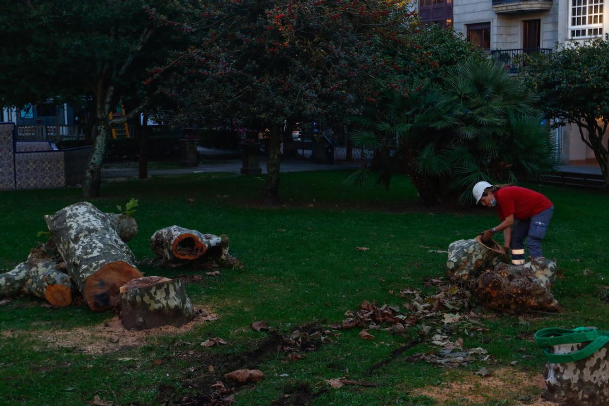 Una trabajadora recoge fragmentos del tronco de un plátano talado en Ravella (Vilagarcía)
