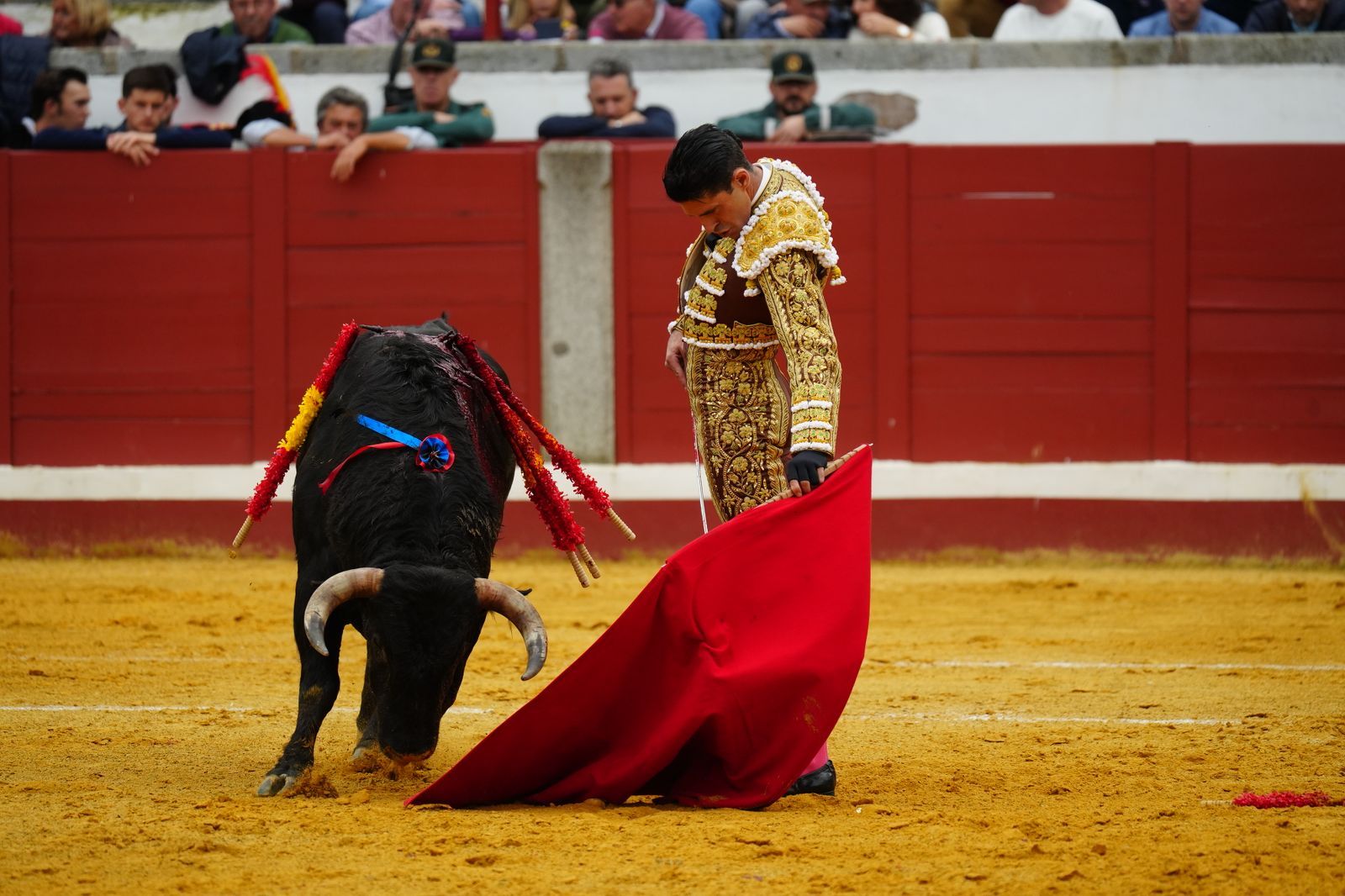 El festejo taurino de Pozoblanco, en imágenes