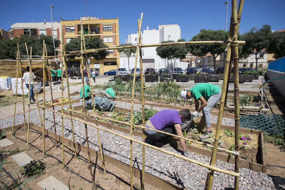 Hort interdisciplinari a l'IES Maltide Salvador de Castelló