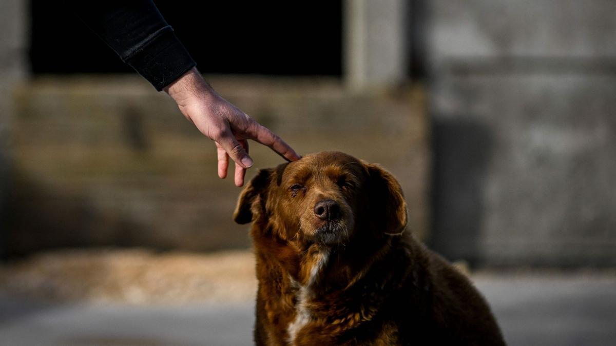 Bobi de 30 años, el perro más viejo del mundo según el Guinness World Records en Conqueiros, Portugal.