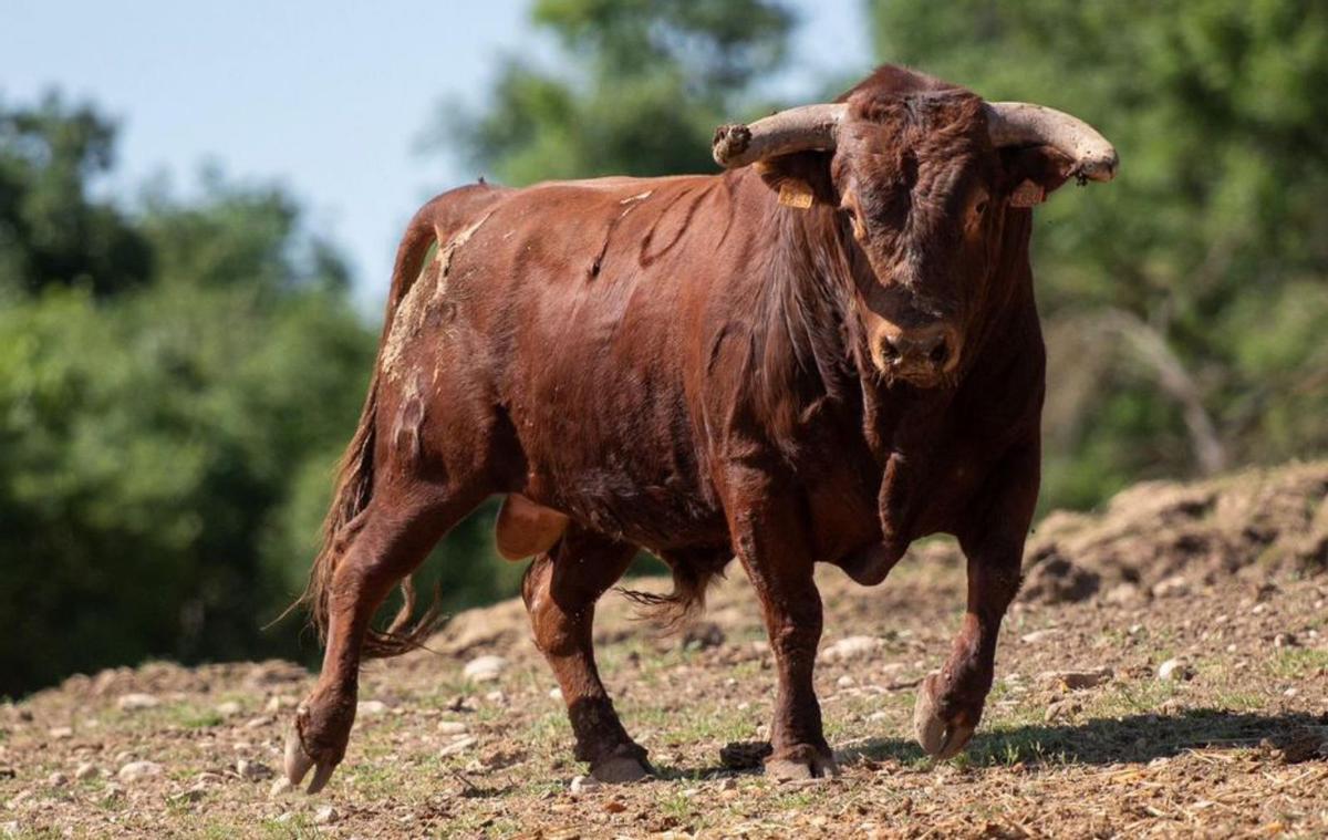 Espléndido, el Torito del Alba del sábado de la ganadería Reta de Casta Navarra. | J. A. G.