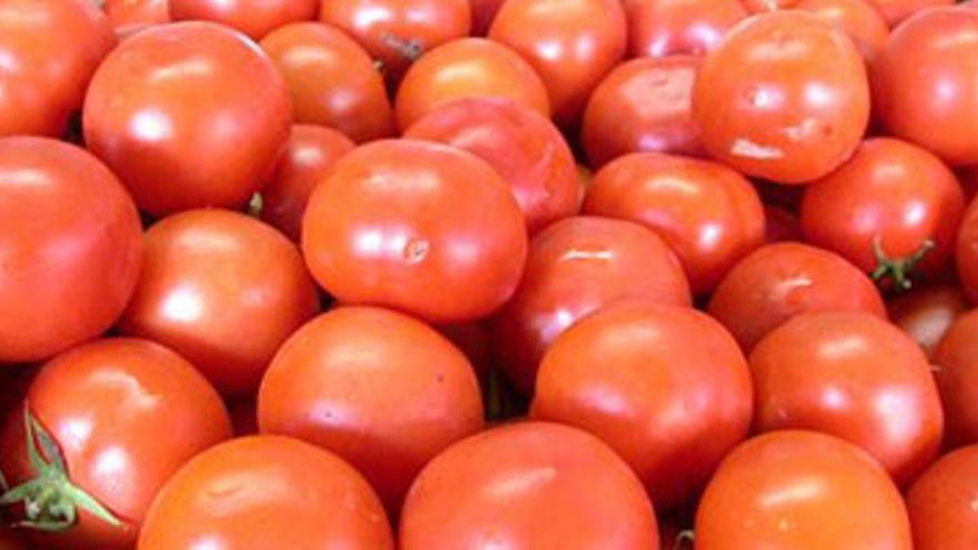 La producción de tomate baja un 20% por la lluvia y el granizo