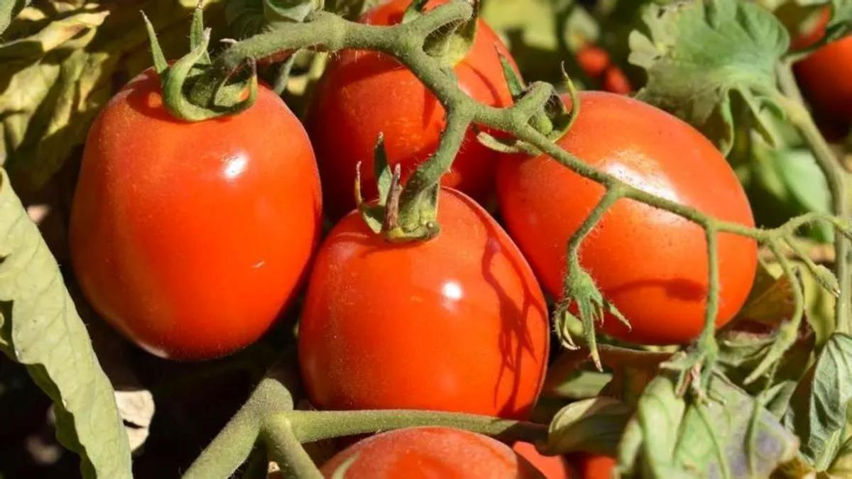 Detalle de los frutos en una parcela de tomate de industria.