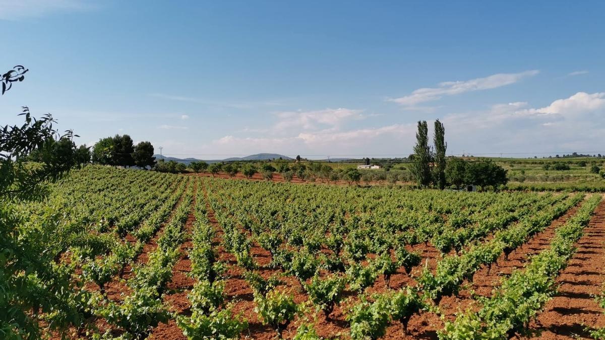 Campos de viñedos en Requena