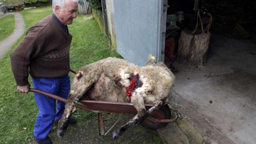 El dueño de la oveja atacada por los lobos, ayer, transportando al animal sacrificado.  // Bernabé / Luismy