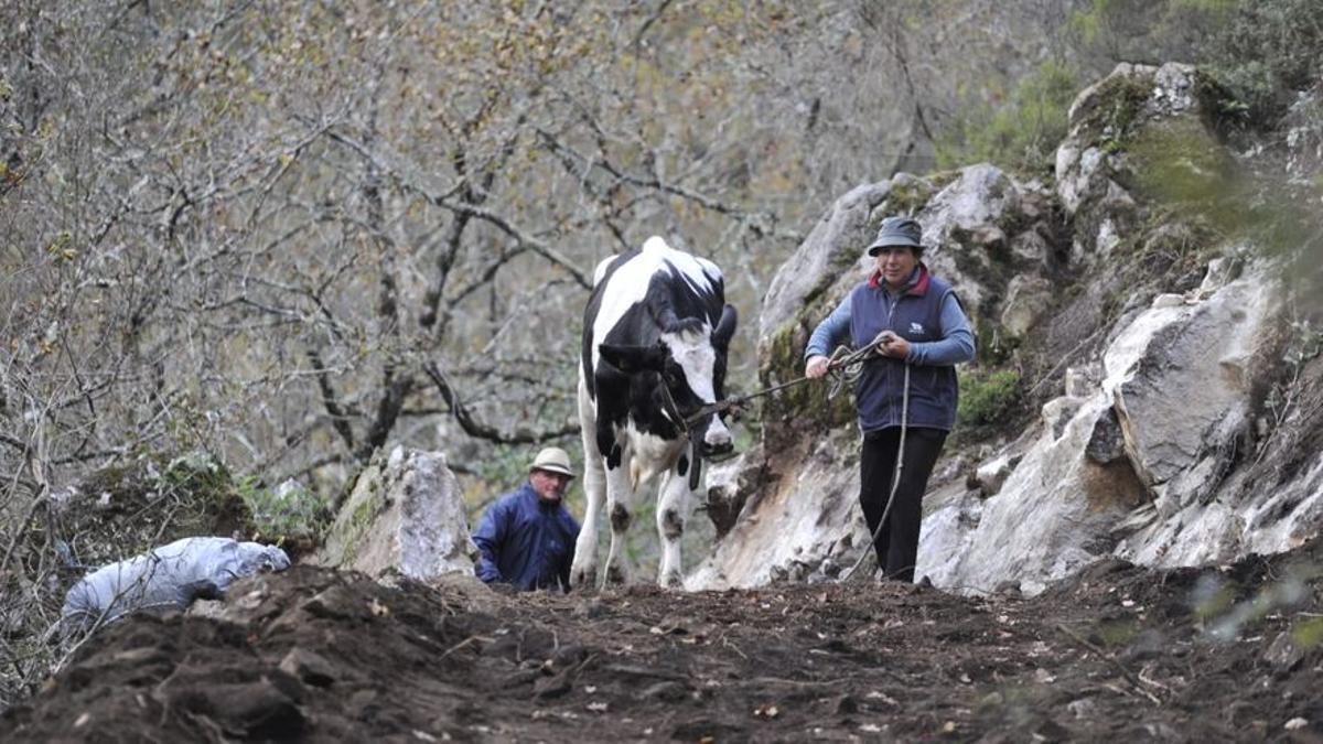 Rescatan a Lola, la vaca preñada que quedó atrapada en un río.