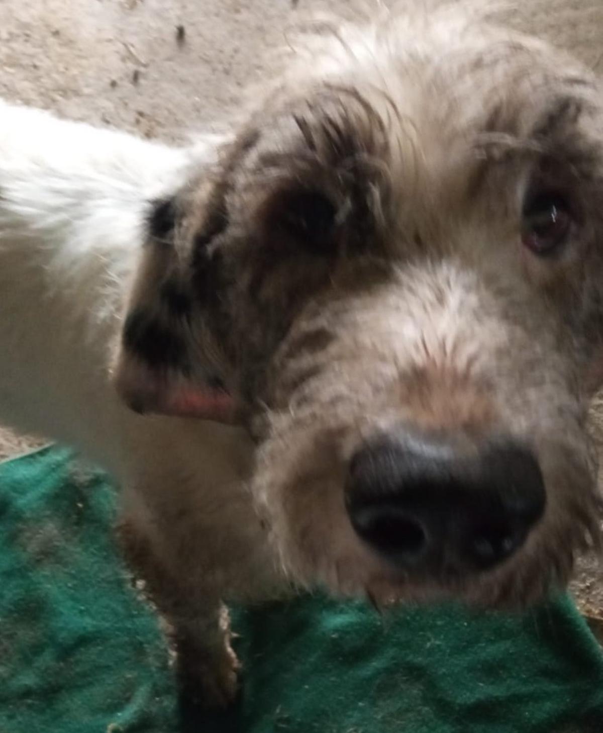 El mal estado del animal tras ser encontrado.