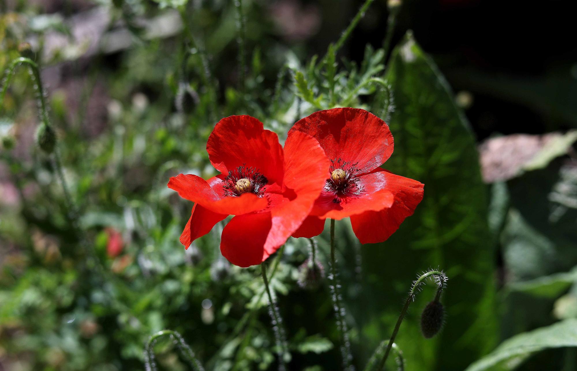 Las flores del Jardín Botánico en primavera