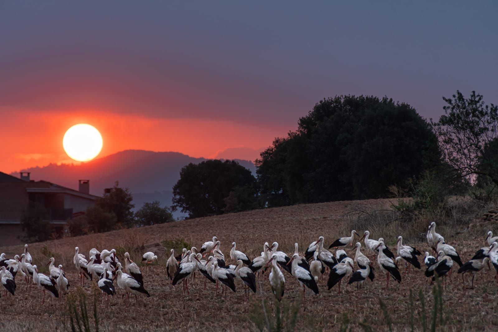 Un grup de cigonyes a Navàs