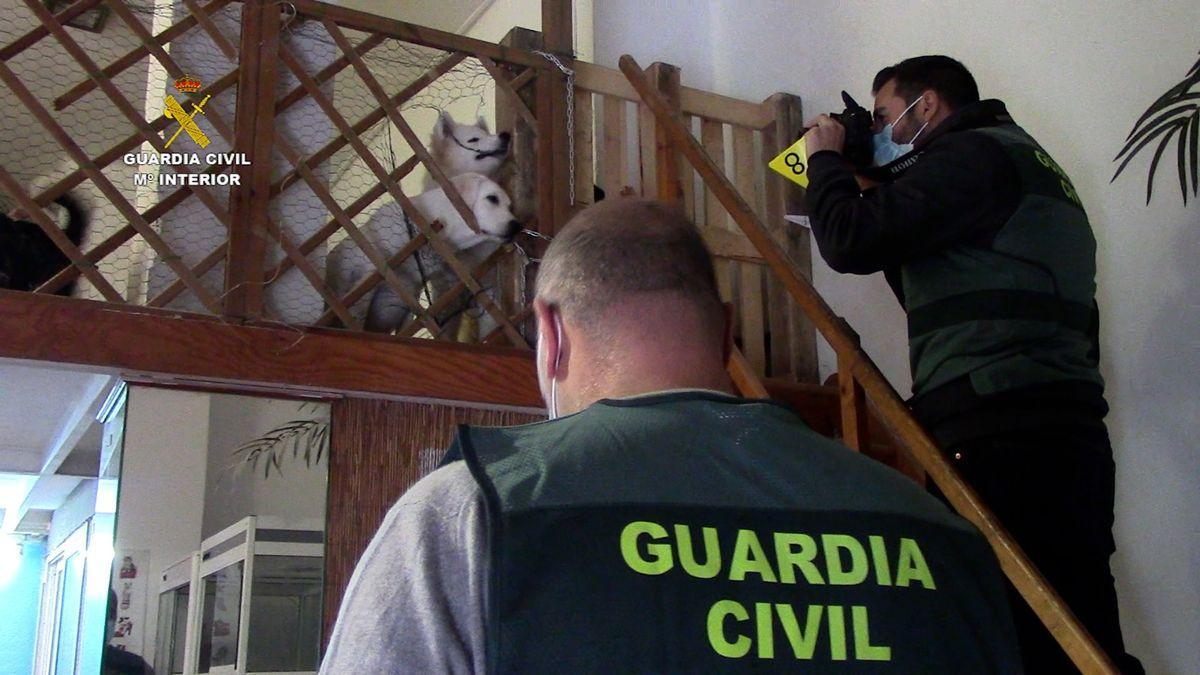 La Guardia Civil interviene 25 perros en malas condiciones en una empresa en Palma.