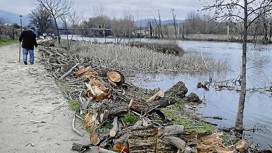 Confederación comienza a limpiar de arboleda los paseos fluviales