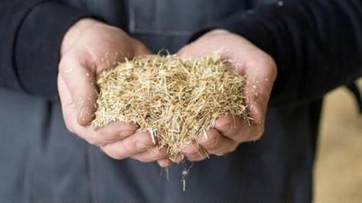 Biomasa
