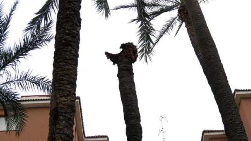 El picudo y el viento echan abajo la cabeza de una palmera en el patio de un instituto