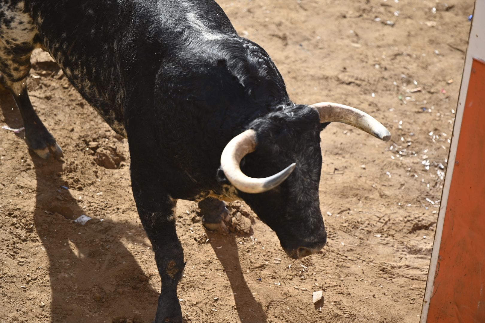 Galería | Primera tarde de toros en Almassora