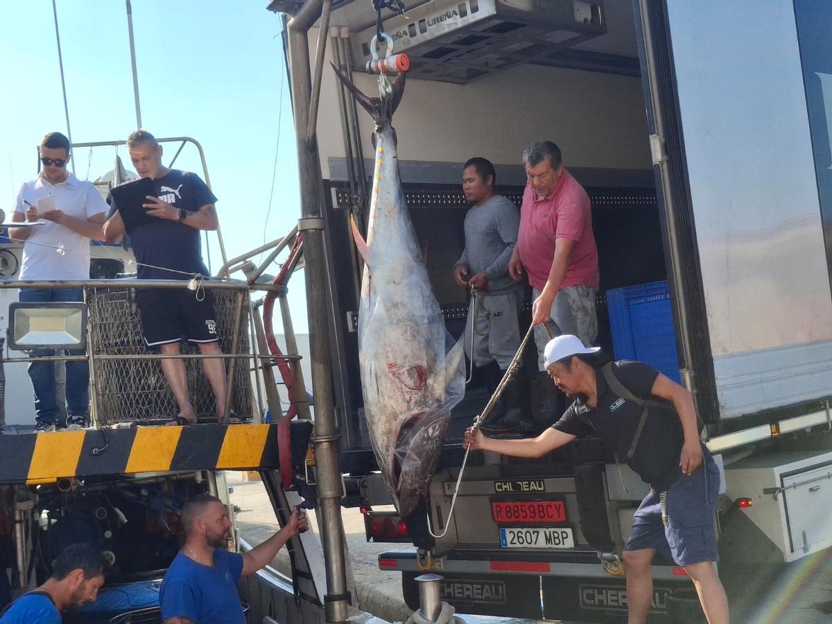 Actividad frenética en el puerto de Xàbia: las imágenes de la descarga de los atunes