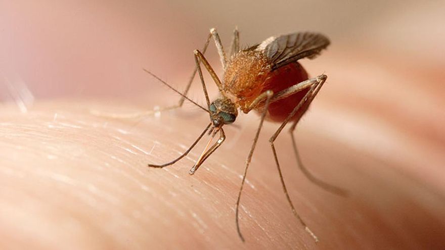 Confirmado el primer caso de fiebre del Nilo Occidental de 2025 en Extremadura