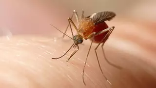 Confirmado el primer caso de fiebre del Nilo Occidental de 2025 en Extremadura