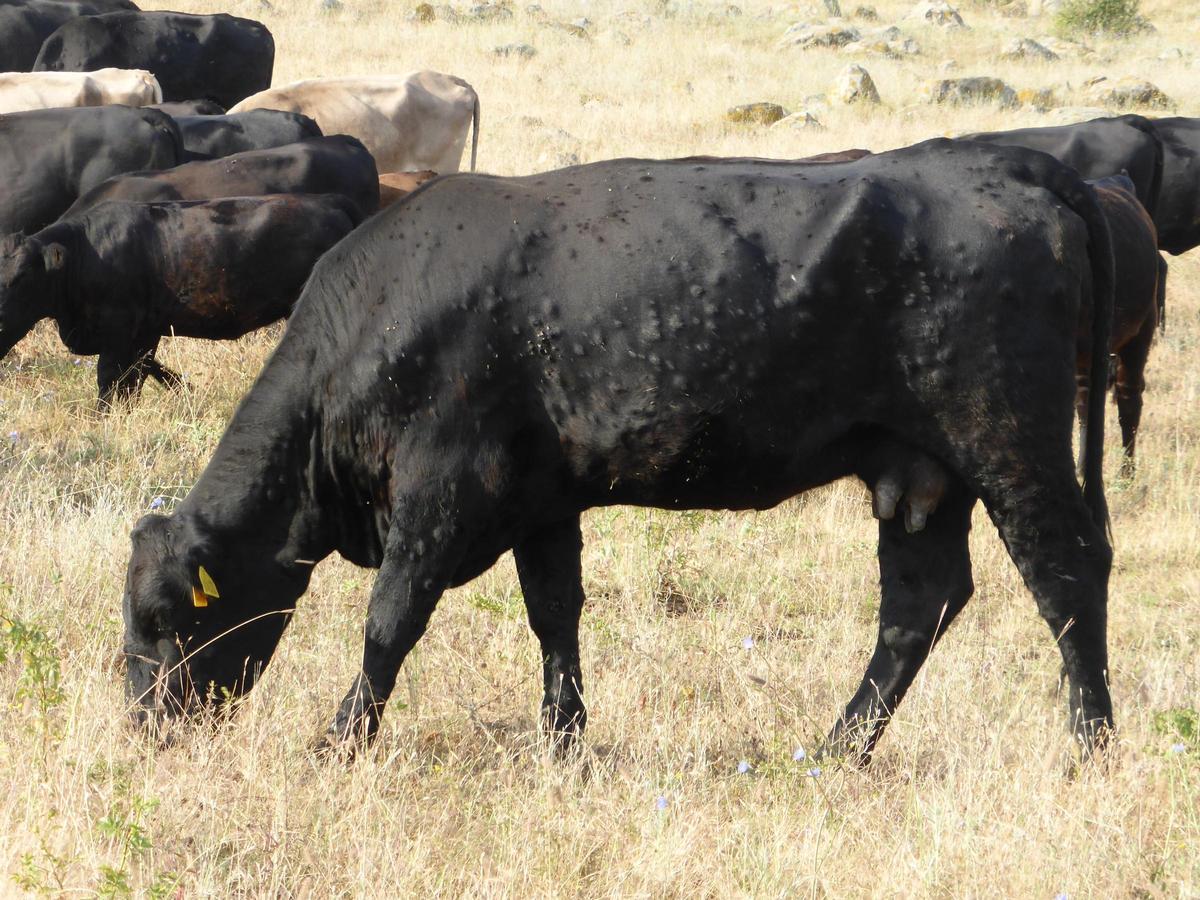 Nódulos repartidos por el cuerpo del animal por la dermatosis.