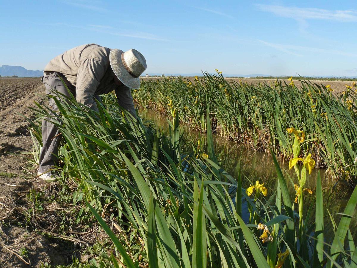 Un agricultor repone pies de lirio amarillo en un canal de l'Albufera de Valencia.