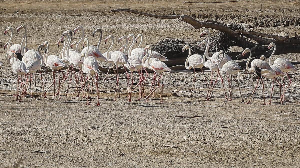 Unos flamencos recorren una laguna completamente seca junto a Doñana, el pasado mes de agosto.