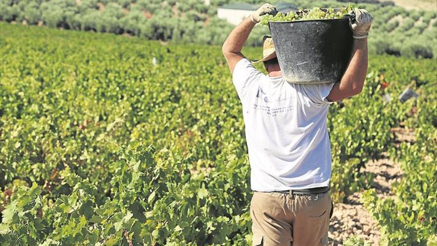 Montilla-Moriles prevé un aumento del 30% de cosecha durante esta vendimia
