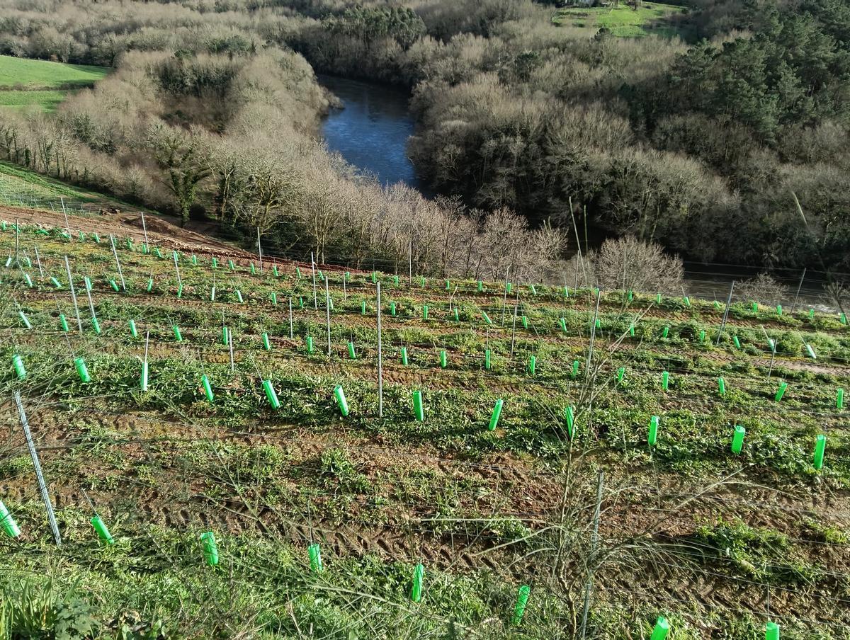 Novos cultivos vitivinícolas á beira do río Ulla.