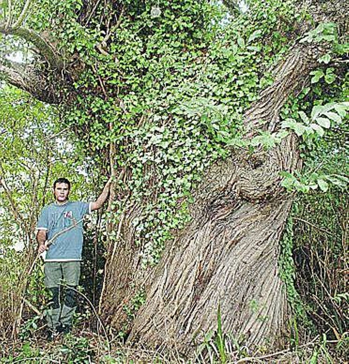 Castropol cataloga sus monumentos verdes
