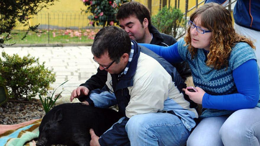 La familia Docampo muestra el cadáver del cerdo vietnamita.