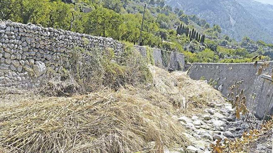 Las cañas cortadas se acumulan en el lecho del torrente.