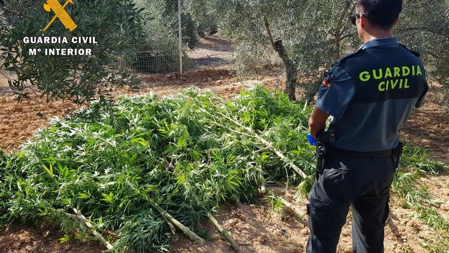 Desmantelada una plantación de marihuana en La Carlota