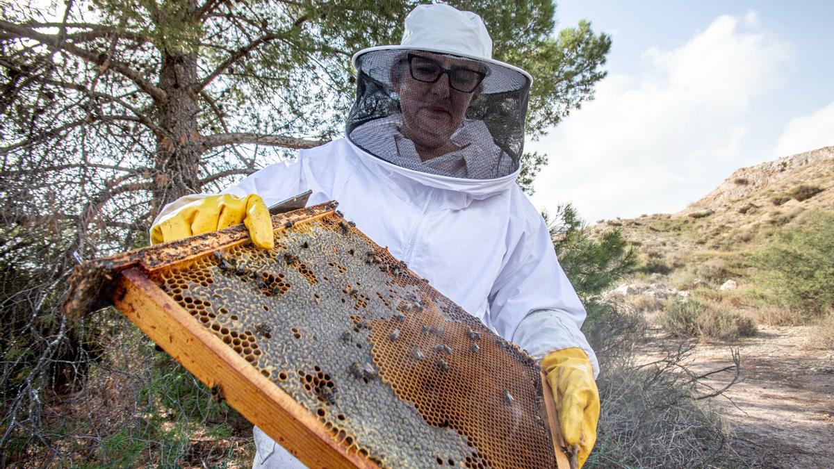 María José, una apicultura alicantina, trabajando con sus abejas