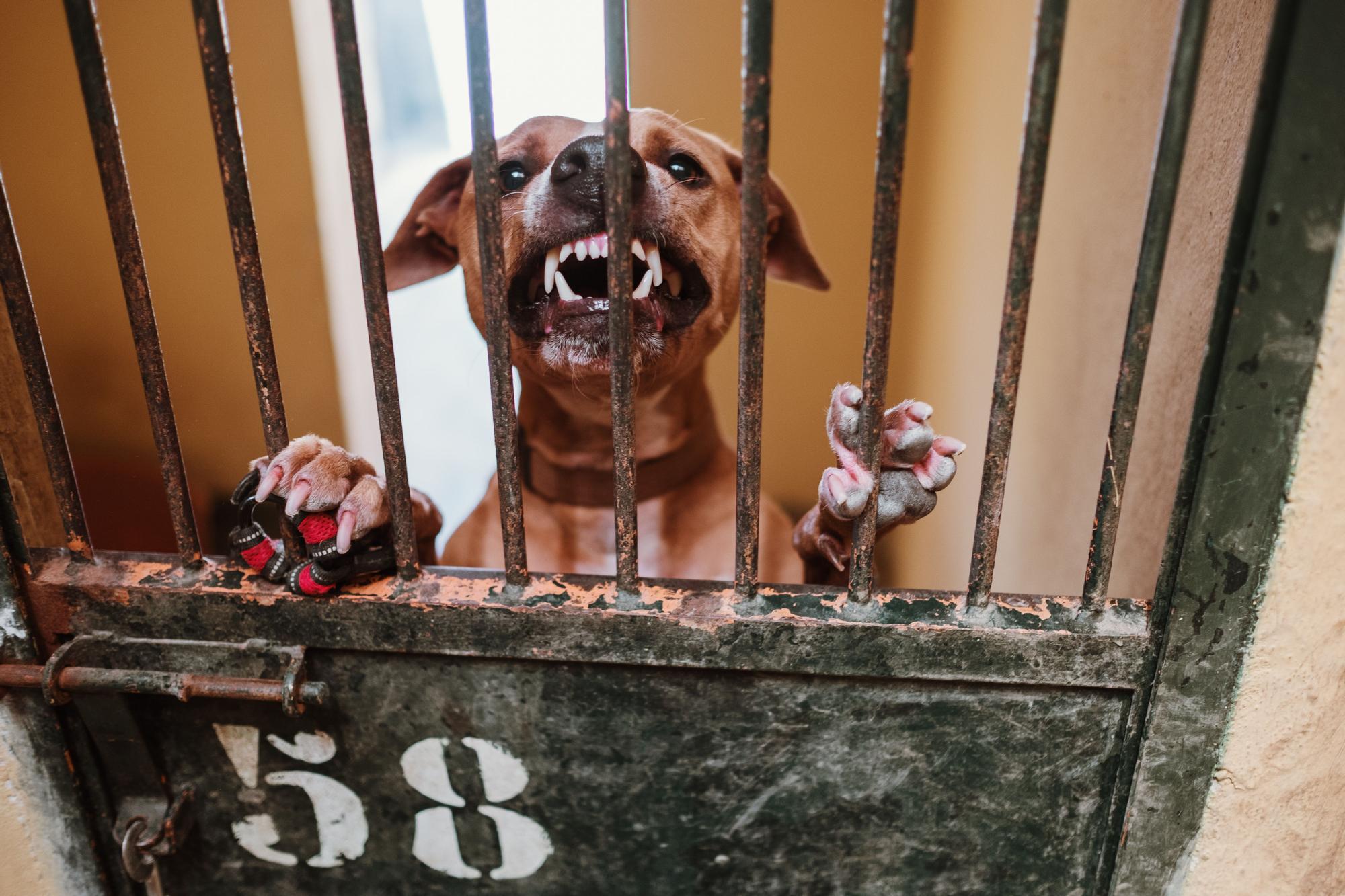 Abandono de perros y gatos en Mallorca: faltan voluntarios en Son Reus