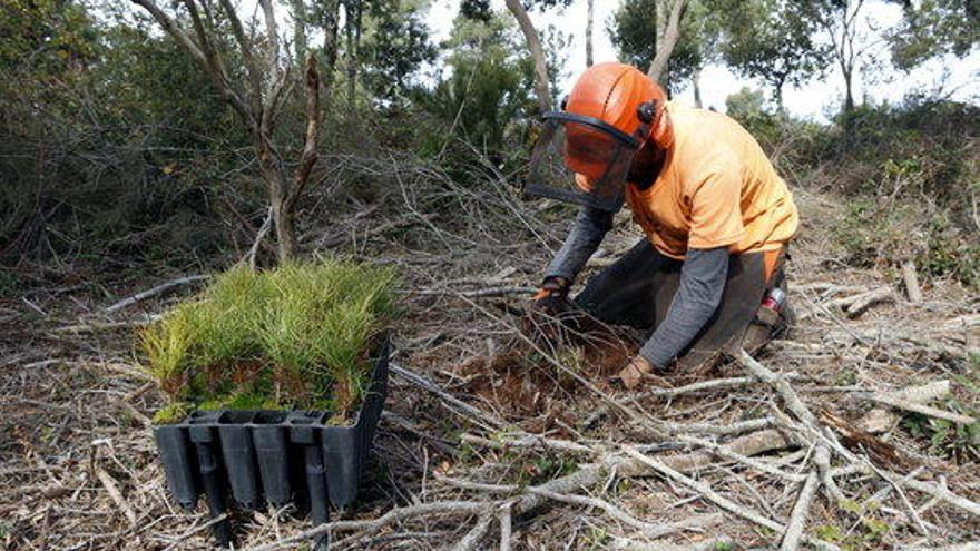 Montserrat treballa per recuperar el bosc de pinassa