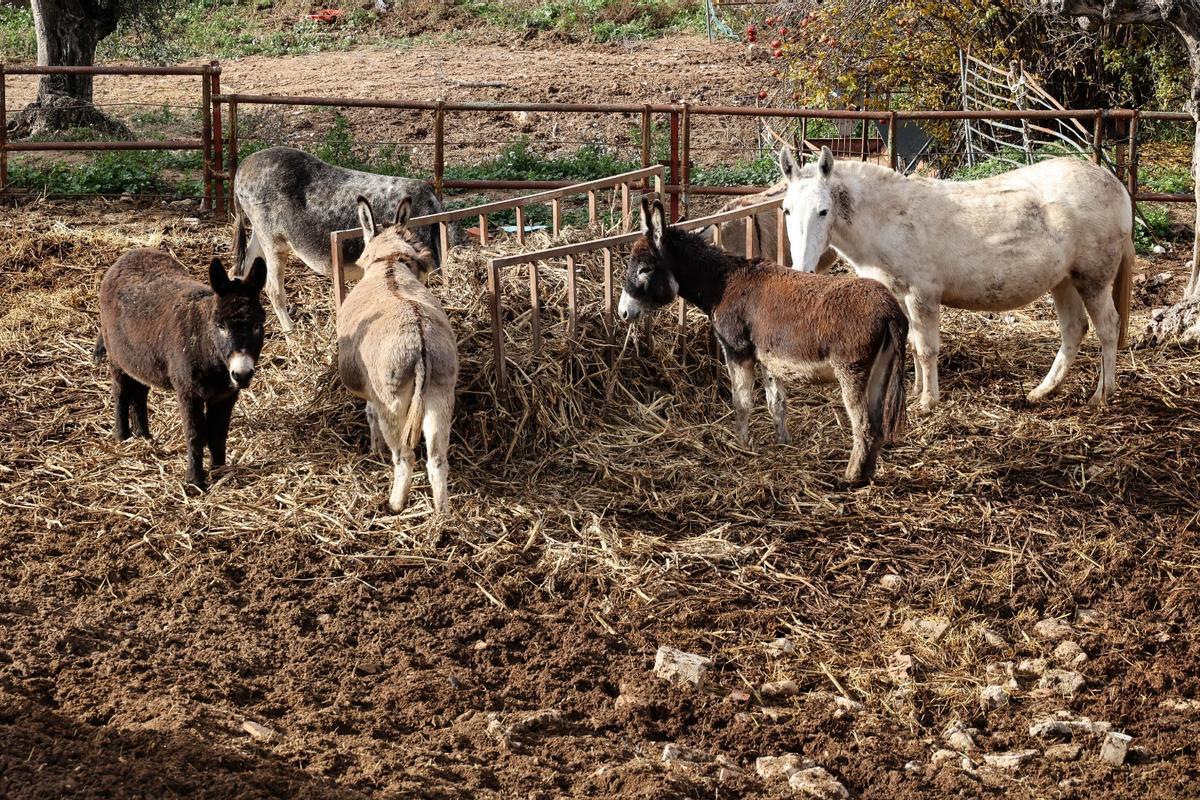 Los dromedarios ya están listos para trasladar a los Reyes Magos de Alcoy